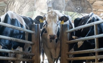 Schwarzbunte Holstein-Kühe in einer Stallgasse; im Hintergrund sind große Kühlventilatoren zur Abkühlung und zur Hitzestressvermeidung bei den Rindern erkennbar.