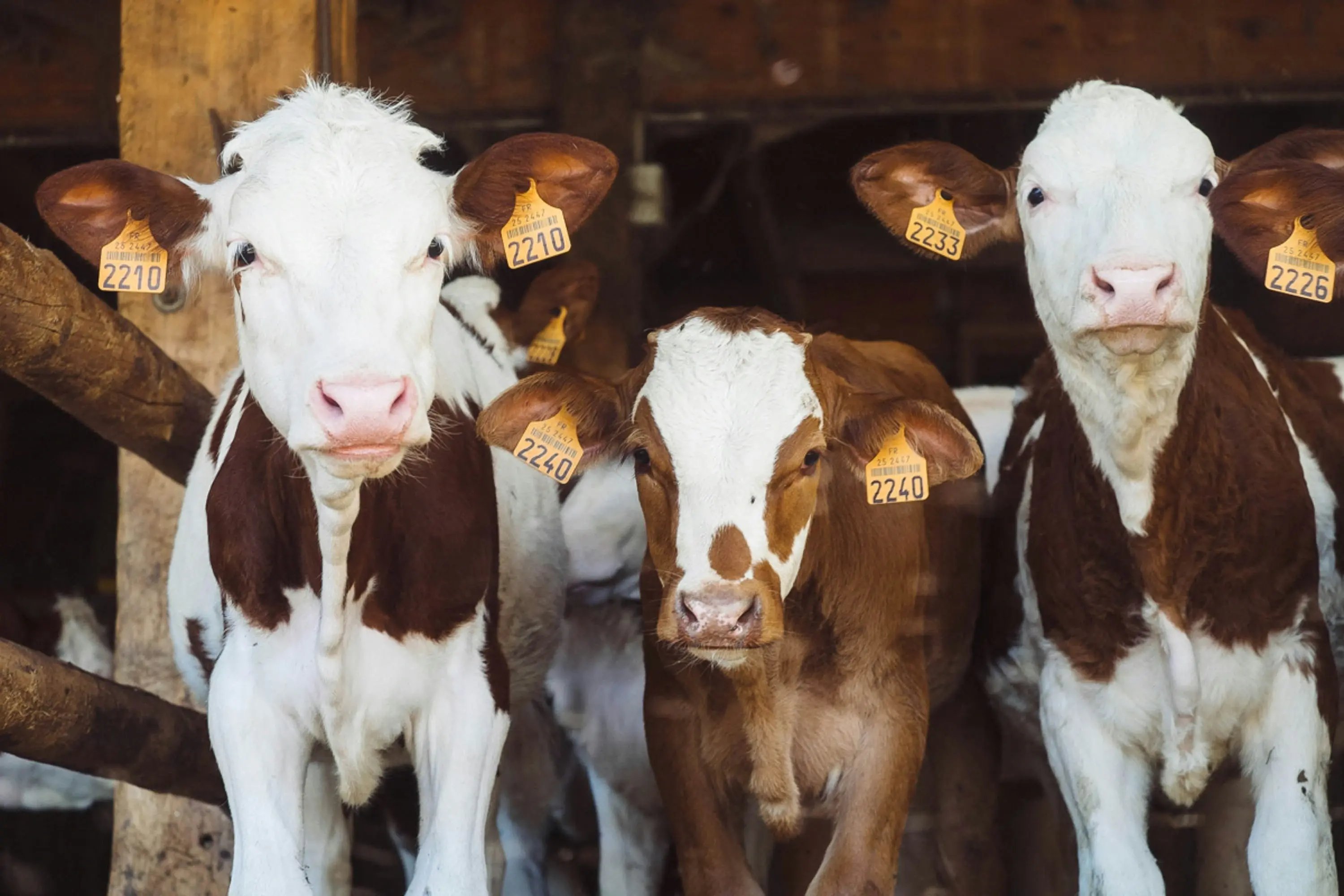 Three brown-and-white calves stand close together in a barn and look at the camera. Young animals also suffer in high temperatures, as they are much less able to regulate their body temperature than adult cows, which can weaken their immune systems.