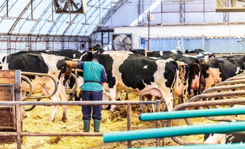 Ein Landwirt oder Tierarzt führt an einer schwarzbunten Holstein-Kuh in einem modernen Boxenlaufstall eine Untersuchung durch.