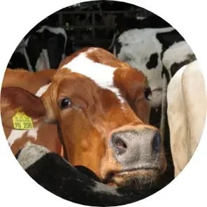 Nahaufnahme einer rotbunten Holstein-Kuh mit gelber Ohrmarke in einem Laufstall, im Hintergrund weitere schwarzbunte Rinder.