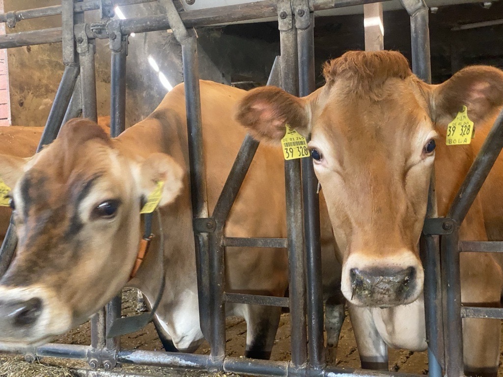 Zwei braune Jersey-Milchkühe blicken im Stall neugierig durch das Fressgitter nach vorne.