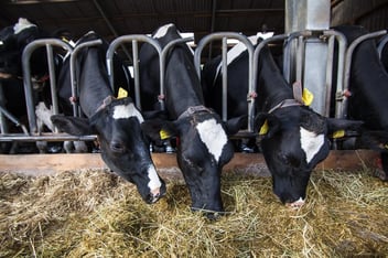 Drei schwarzbunte Holstein-Kühe mit gelben Ohrmarken und Monitoring-Halsbändern fressen gemeinsam am Fressgitter im Stall; Fokus auf die Futteraufnahme zur Calciumversorgung.