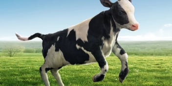 Profilaufnahme eines schwarzbunten Holstein-Kalbs, das fröhlich und vital über eine grüne Weide springt, vor blauem Himmel mit leichten Wolken.