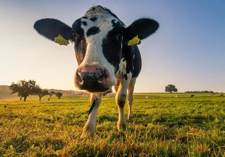 Eine schwarzbunte Milchkuh mit gelben Ohrmarken steht im warmen Licht des Sonnenaufgangs auf einer weitläufigen, grünen Weide und blickt direkt in die Kamera. Eine faserstoffreiche Weidefütterung unterstützt eine optimale Pansengesundheit.