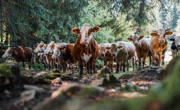 Eine Gruppe von Fleckvieh-Rindern steht an einem schattigen Waldrand und blickt direkt in die Kamera; stimmungsvolle Naturaufnahme einer Rinderherde.