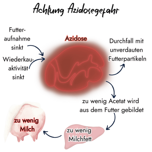 Eine Infografik veranschaulicht die Azidosegefahr: Sinkende Futteraufnahme und Wiederkauaktivität führen zur Pansenübersäuerung. Die Folgen sind Durchfall mit Futterresten, reduzierte Acetatbildung und dadurch letztlich weniger Milchfett sowie eine geringere Milchleistung.