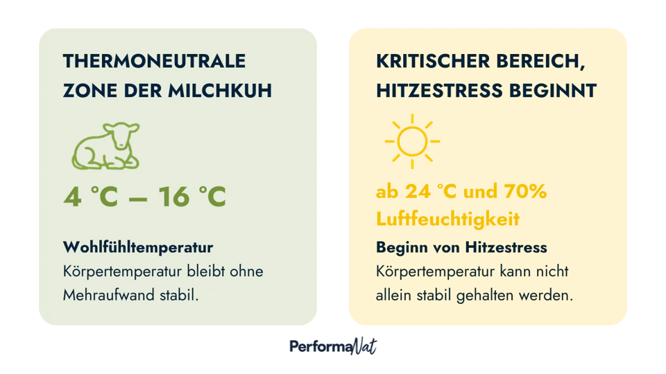 Eine Infografik vergleicht Temperaturbereiche bei Milchkühen: In der thermoneutralen Zone (4 bis 16 °C) bleibt die Körpertemperatur ohne Mehraufwand stabil. Ab 24 °C und 70 % Luftfeuchtigkeit beginnt der Hitzestress, da die Temperatur nicht mehr allein stabil gehalten werden kann.
