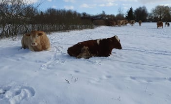 Zwei Fleischrinder liegen im tiefen Schnee auf einer verschneiten Winterweide hinter einem Weidezaun, im Hintergrund steht eine kleine Herde im Freien.