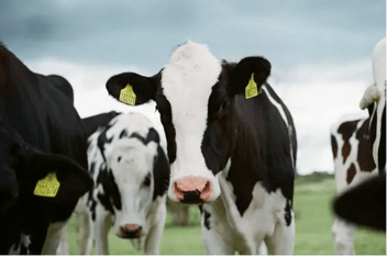 Nahaufnahme einer schwarzbunten Milchkuh mit zwei gelben Ohrmarken, die direkt in die Kamera blickt; im Hintergrund weitere Kühe der Herde auf der Weide vor bewölktem Himmel.