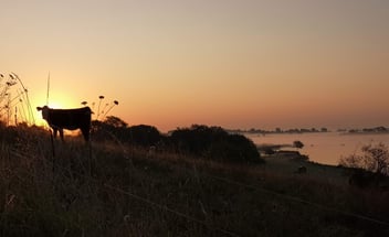 Silhouette einer Kuh auf einer Weide bei Sonnenaufgang; im Hintergrund eine neblige Flusslandschaft in der Morgensonne.