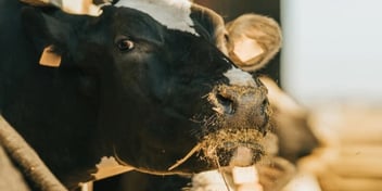 Nahaufnahme des Kopfes einer schwarzbunten Milchkuh im Stall, die gerade frisst, mit Futterresten (Silage/Heu) am Maul und Ohrmarken; der Hintergrund ist unscharf.