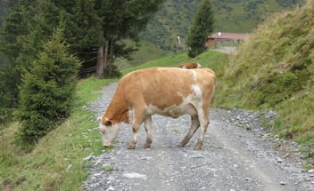 Eine hellbraun-weiß gefleckte Kuh grast am Rand eines Schotterweges in einer Berglandschaft; im Hintergrund sind Nadelbäume, eine Almhütte und weite Berghänge zu sehen.