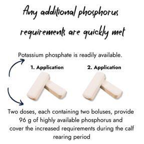 Graphic showing four white boluses divided into two doses. White text explains that potassium phosphate is readily available, and two doses of two boluses provide 96g of phosphorus to meet increased requirements during calf rearing.