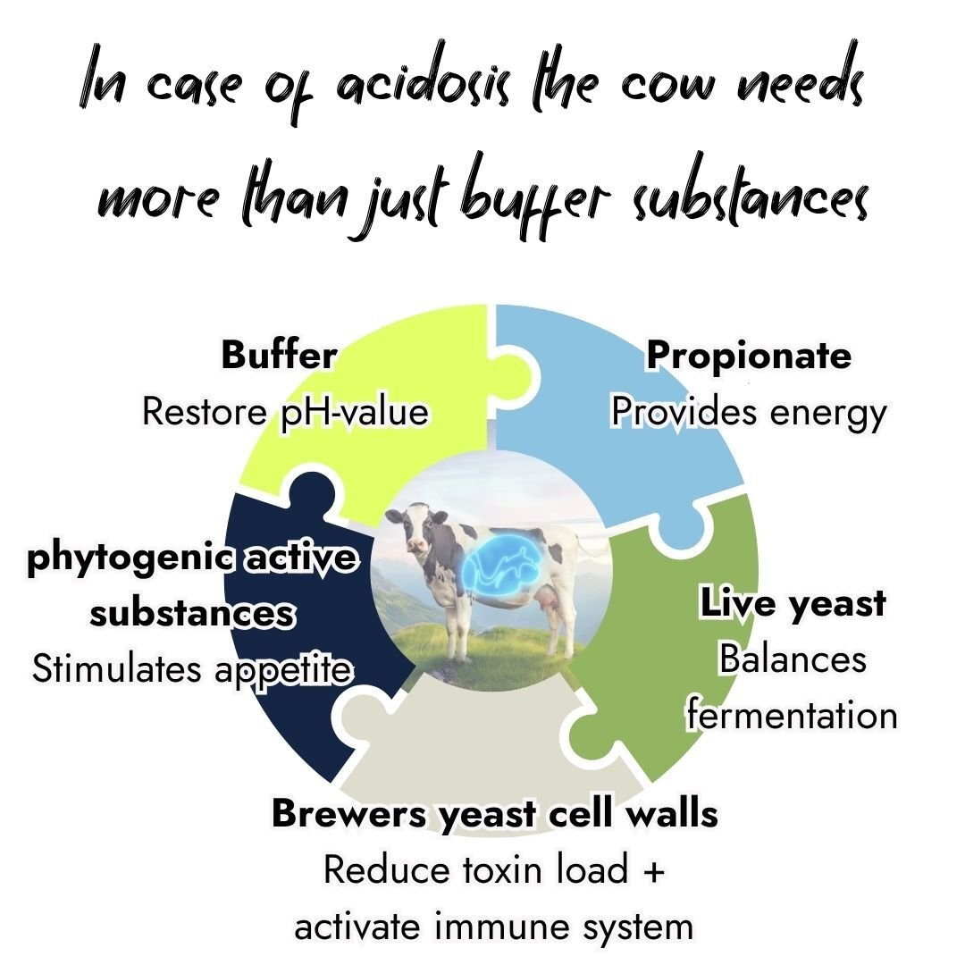 Puzzle graphic showing cow acidosis needs: buffers to restore pH, propionate for energy, live yeast to balance fermentation, brewers yeast cell walls to reduce toxins, and phytogenic active substances to stimulate appetite.