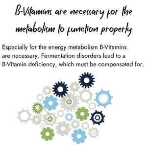 Infographic showing an arrangement of interlocking gears with text stating that B-Vitamins are necessary for the metabolism to function properly. It explains that fermentation disorders lead to a B-Vitamin deficiency that must be compensated for.