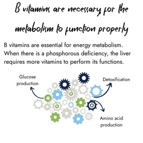 Graphic with cluster of interlocking gears with directional arrows. White text above explains that B vitamins are essential for energy metabolism, and that the liver requires more vitamins to perform its functions when a phosphorous deficiency is present.