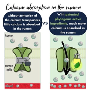 Infographic comparing calcium absorption in the rumen. Left shows a locked transporter with little absorption. Right shows an unlocked transporter using patented phytogenic active ingredients, allowing much more calcium into the blood.