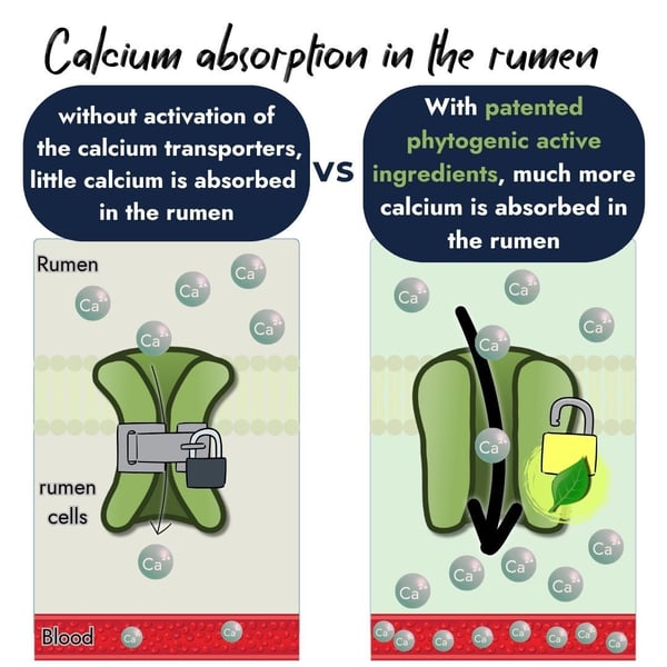 Infographic comparing calcium absorption in the rumen. Left shows a locked transporter with little absorption. Right shows an unlocked transporter using patented phytogenic active ingredients, allowing much more calcium into the blood.