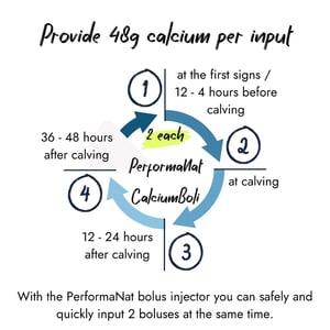 Infographic cycle for PerformaNat CalciumBoli dosing 2 boluses (48g calcium) per input: 1) 12-4 hours before calving, 2) at calving, 3) 12-24 hours after, 4) 36-48 hours after. Notes safe input with a bolus applicator