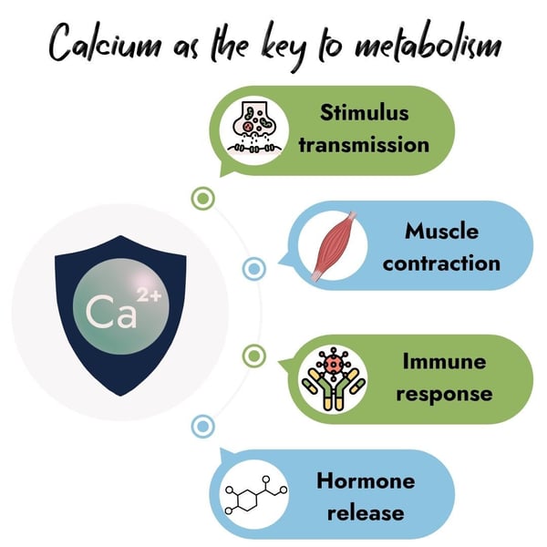 Infographic showing calcium as key to cow metabolism: stimulus transmission, muscle contraction, immune response, and hormone release.