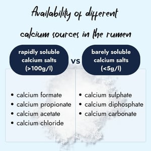 Infographic comparing calcium sources in the rumen: Rapidly soluble calcium salts (over 100g/l) like calcium formate, propionate, acetate, and chloride versus barely soluble calcium salts (under 5g/l) like calcium sulphate, diphosphate, and carbonate over a white powder background.