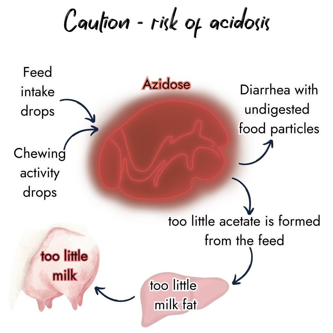 Infographic showing the risks of acidosis in dairy cows. It illustrates how dropping feed intake and chewing activity lead to acidosis (Azidose), causing diarrhea with undigested food particles, too little acetate formation from the feed, too little milk fat, and ultimately too little milk.