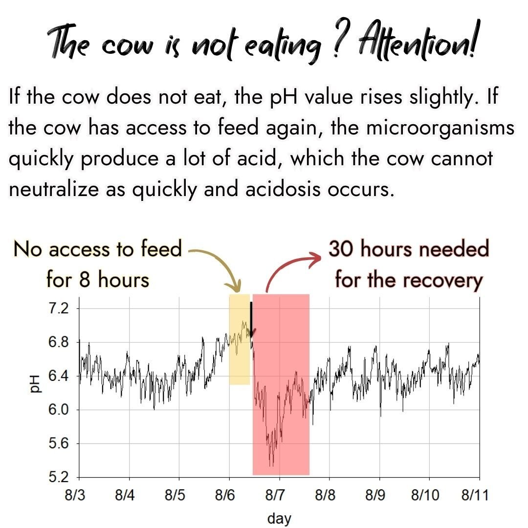 Infographic and line graph showing the impact when a cow is not eating. It highlights that an 8-hour period with no access to feed causes a slight pH rise, followed by a sharp drop into acidosis once feed is available again, requiring 30 hours for recovery.