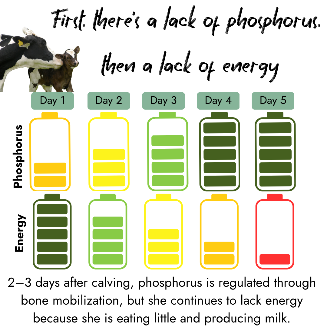 Infographic on a black background showing a cow and calf. Battery icons represent energy levels over 5 days: the top row shows energy increasing from day 1 to 5, while the bottom row shows energy decreasing over the same period.
