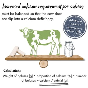 Infographic showing a cow on a seesaw scale balancing boluses and a milk can. Text outlines the increased calcium requirement for calving (approx. 190g) and provides a formula to calculate the calcium amount per animal based on bolus weight, calcium proportion, and number of boluses.