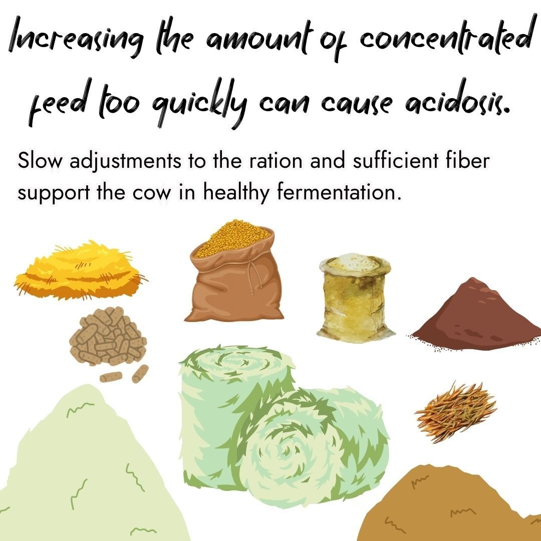 Infographic showing various types of feed components, grains, and silage bales. The text explains that increasing the amount of concentrated feed too quickly can cause acidosis, while slow adjustments and sufficient fiber support healthy fermentation.