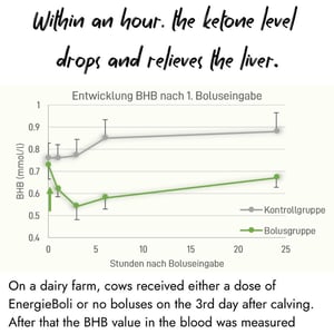 Line chart showing BHB ketone levels dropping within an hour for the EnergieBoli group compared to a rising control group after calving.