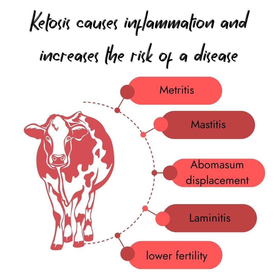 Infographic showing that ketosis causes inflammation and increases secondary disease risks in dairy cows: Metritis, Mastitis, Abomasum displacement, Laminitis, and lower fertility.