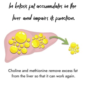 Infographic showing fat accumulation in a liver during ketosis. Text states that fat impairs liver function, while choline and methionine remove excess fat from the liver so that it can work again, illustrated by an arrow removing yellow fat droplets from the organ.