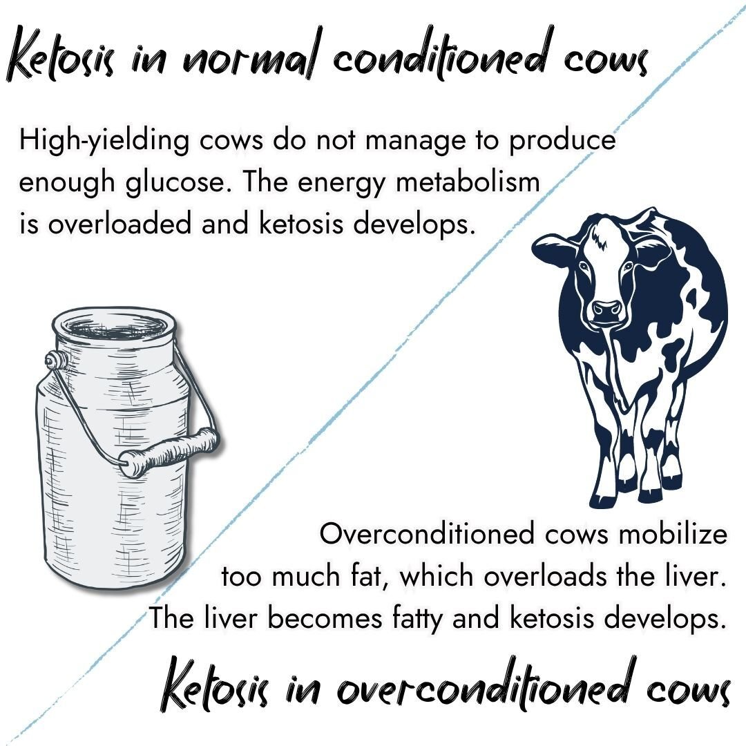 Infographic explaining ketosis in cows. Top left shows a milk can, explaining that high-yielding normal conditioned cows fail to produce enough glucose. Bottom right shows a cow, noting that overconditioned cows mobilize too much fat, overloading the liver.