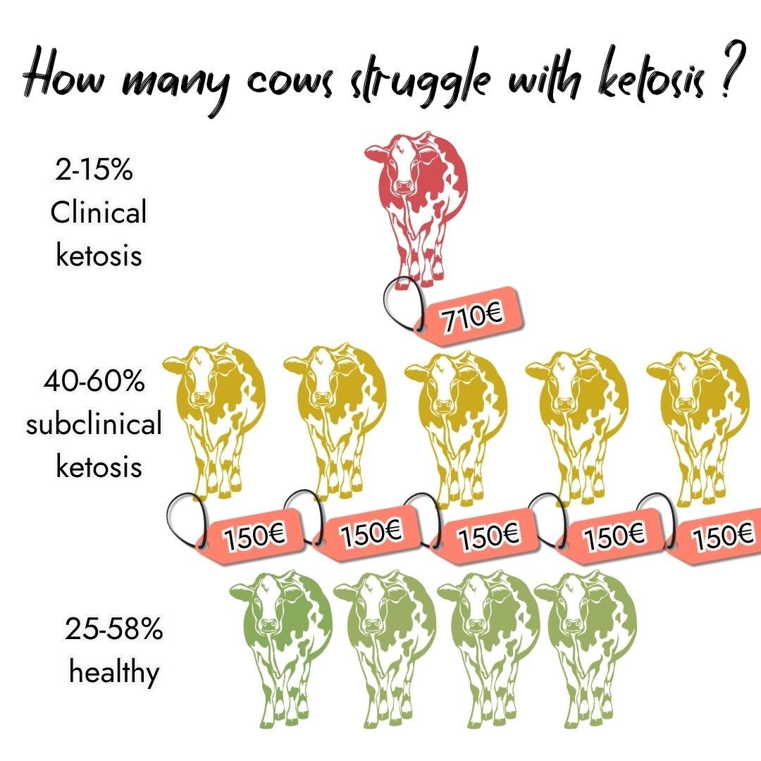 Infographic showing ketosis rates and costs: 2-15% clinical ketosis costing 710 euros, 40-60% subclinical ketosis costing 150 euros per cow, and 25-58% healthy cows.
