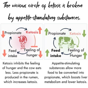 Infographic showing how appetite stimulants break the ketosis cycle by boosting hunger, feed intake, and propionate.