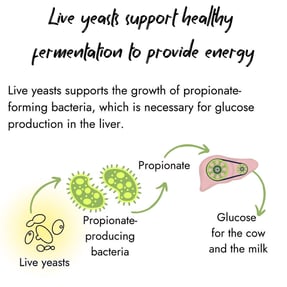Infographic showing how live yeasts support healthy fermentation. It illustrates live yeasts stimulating propionate-producing bacteria, which generate propionate for the liver to produce glucose for the cow and milk.