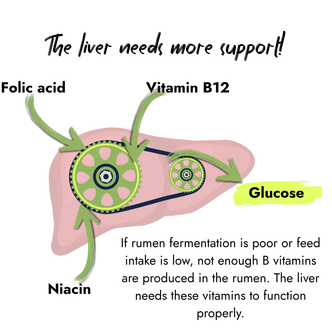 Illustration of a cow's liver with two interconnected green gears symbolizing metabolic workflow. Three arrows point toward the larger gear, and a final arrow leads away from the smaller gear to a yellow highlighted label reading 'Glucose'.