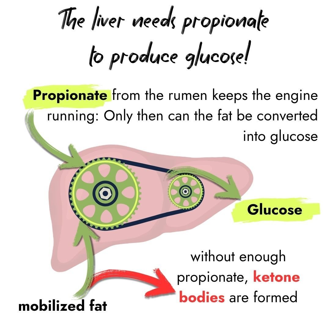 Infographic showing a liver with a belt and gears mechanism. Text highlights that the liver needs propionate to produce glucose. Propionate from the rumen plus mobilized fat keeps the engine running to create glucose; without enough propionate, harmful ketone bodies are formed.