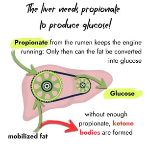 Infographic showing a liver with a belt and gears mechanism. Text highlights that the liver needs propionate to produce glucose. Propionate from the rumen plus mobilized fat keeps the engine running to create glucose; without enough propionate, harmful ketone bodies are formed.