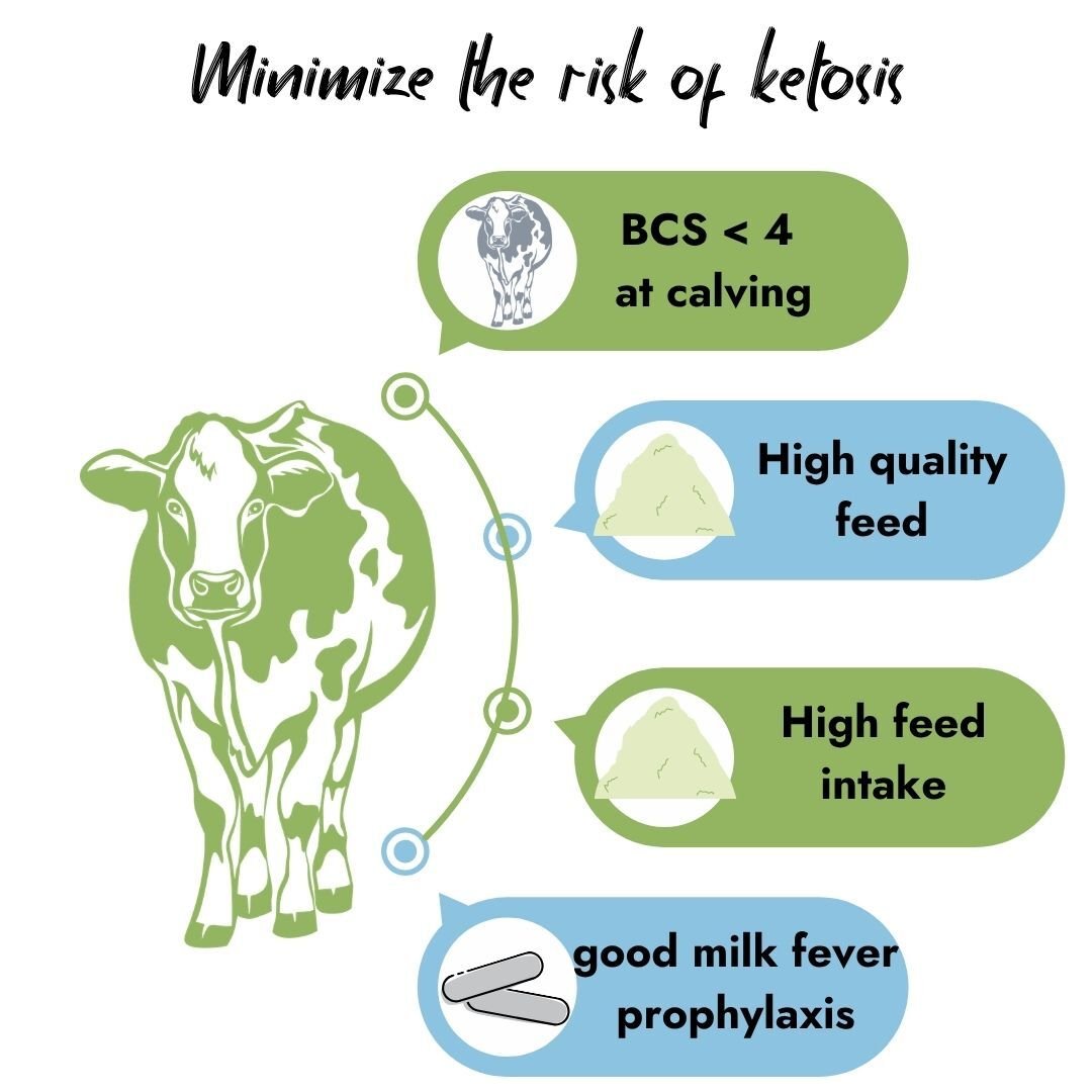 Infographic outlining how to minimize the risk of ketosis in dairy cows, highlighting BCS under 4 at calving, high quality feed, high feed intake, and good milk fever prophylaxis.