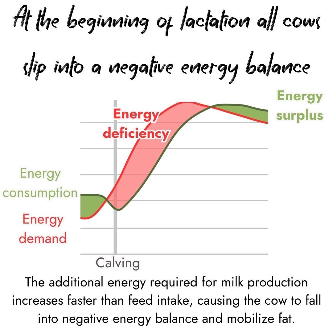 Chart showing how dairy cows slip into a negative energy balance at the start of lactation. Energy demand rises faster than consumption after calving, creating an energy deficiency.