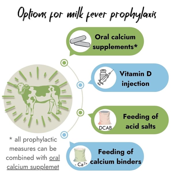 Infographic showing options for milk fever prophylaxis in cows: oral calcium supplements, vitamin D injection, feeding of acid salts (DCAB), and feeding of calcium binders. A note states all measures can be combined with oral calcium supplements.