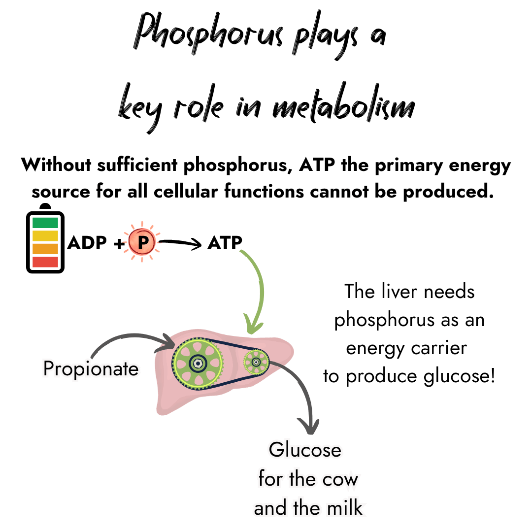 Infographic highlighting that phosphorus is vital for metabolism. It shows a battery and a chemical reaction where ADP combines with phosphorus to form ATP, which fuels the liver to convert propionate into glucose for the cow and milk.