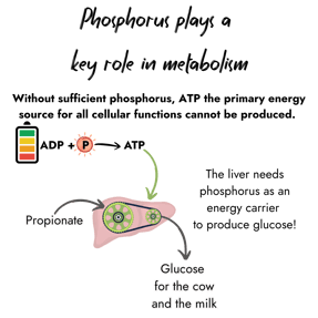 Infographic highlighting that phosphorus is vital for metabolism. It shows a battery and a chemical reaction where ADP combines with phosphorus to form ATP, which fuels the liver to convert propionate into glucose for the cow and milk.