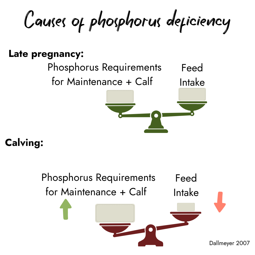 Infographic illustrating causes of phosphorus deficiency. Two balance scales compare phosphorus requirements for maintenance and calf with feed intake: balanced during late pregnancy, but heavily tipped toward high requirements at calving due to decreased feed intake.