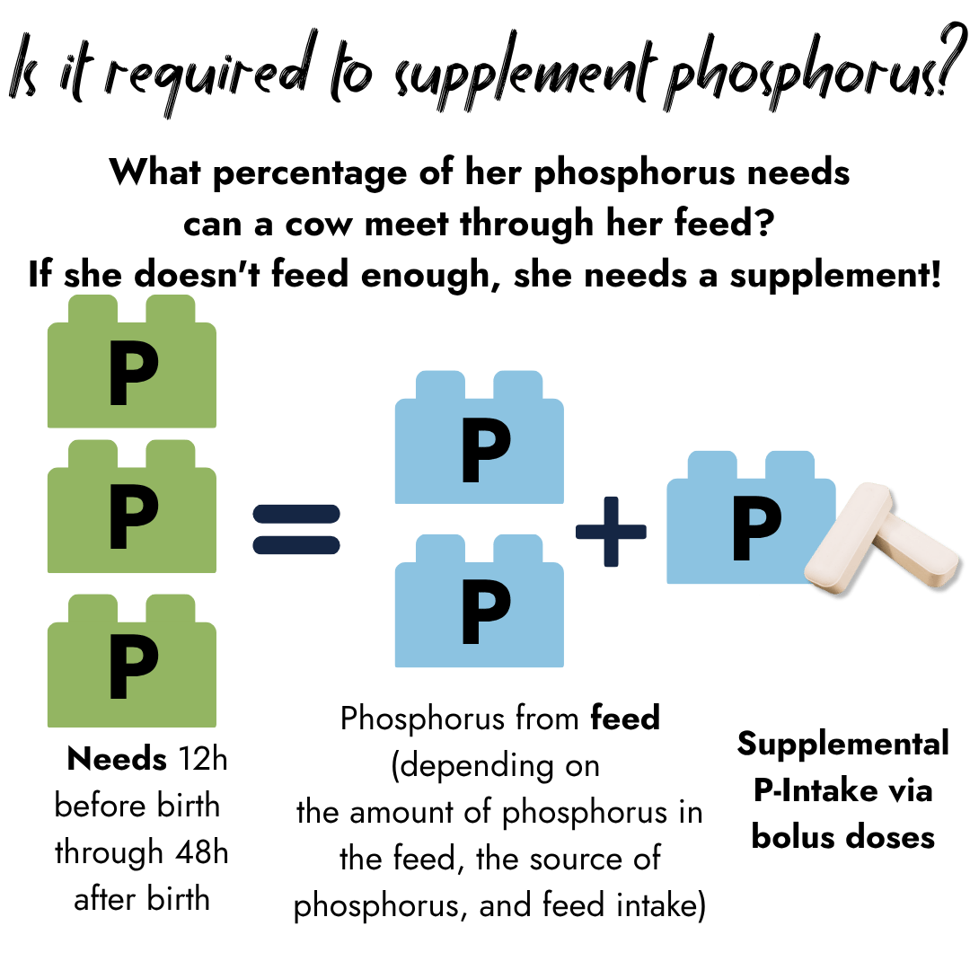 Infographic discussing phosphorus supplementation requirements around calving. Building blocks illustrate that a cow's total needs from 12 hours before birth to 48 hours after are met by combining phosphorus from regular feed with supplemental bolus doses.