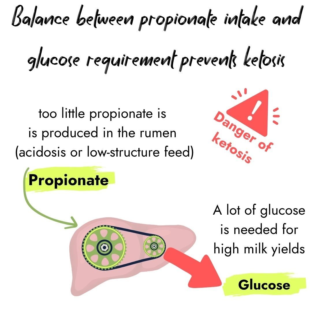 Infographic showing that balancing propionate intake and glucose requirements prevents ketosis. Low propionate production due to acidosis or low-structure feed combined with high glucose needs for high milk yields triggers a danger of ketosis warning