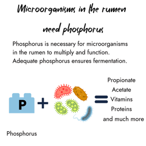 Infographic showing that rumen microorganisms need phosphorus to multiply and ensure fermentation. A plus sign combines a 'P' block with microbes, equating to the production of propionate, acetate, vitamins, and proteins.