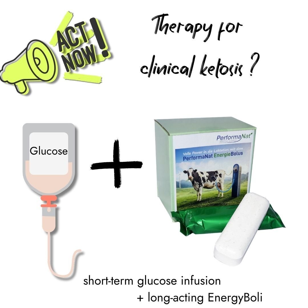 Infographic showing therapy for clinical ketosis, combining a short-term glucose infusion with a long-acting PerformaNat EnergieBolus.